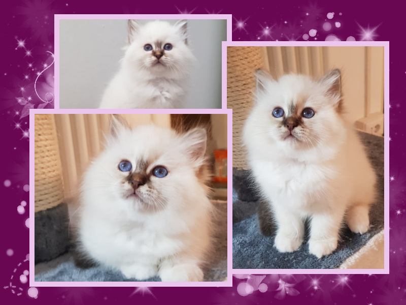 cuccioli sacro di birmania