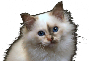 sacro di birmania blue tortie dell'allevamento kin-narah