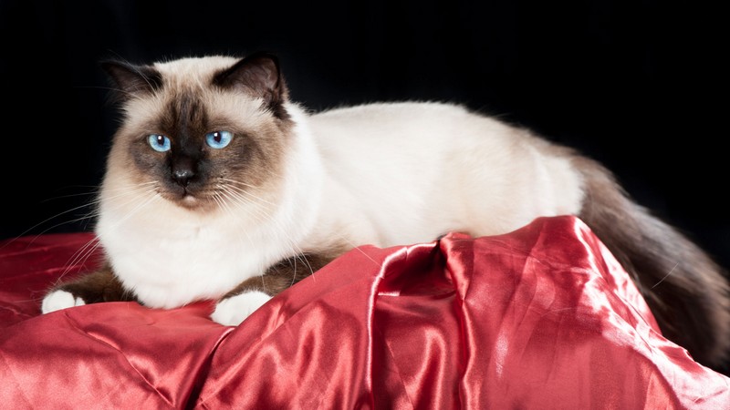 allevamento gatto sacro di birmania prato