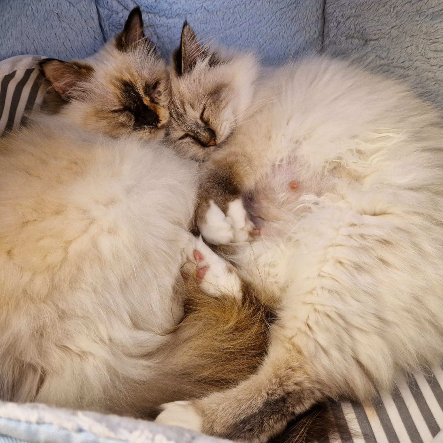 cuccioli disponibili sacro di birmania