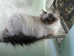 allevamento gatto sacro di birmania