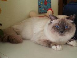 allevamento gatto sacro di birmania