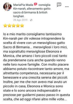 recensione allevamento gatto sacro di birmania