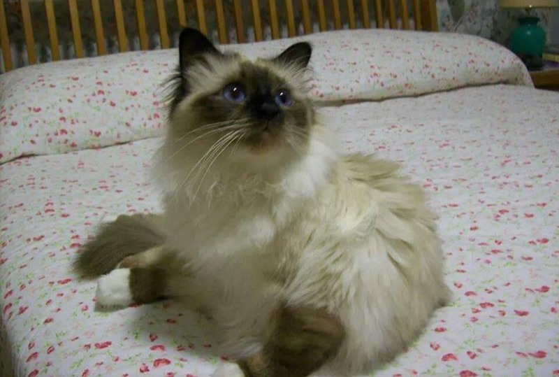 allevamento gatto sacro di birmania genova