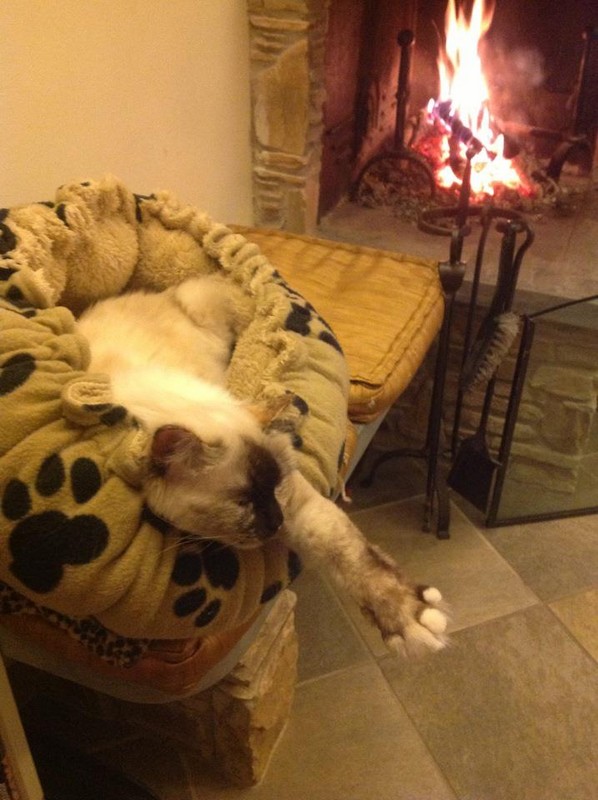 allevamento gatto sacro di birmania