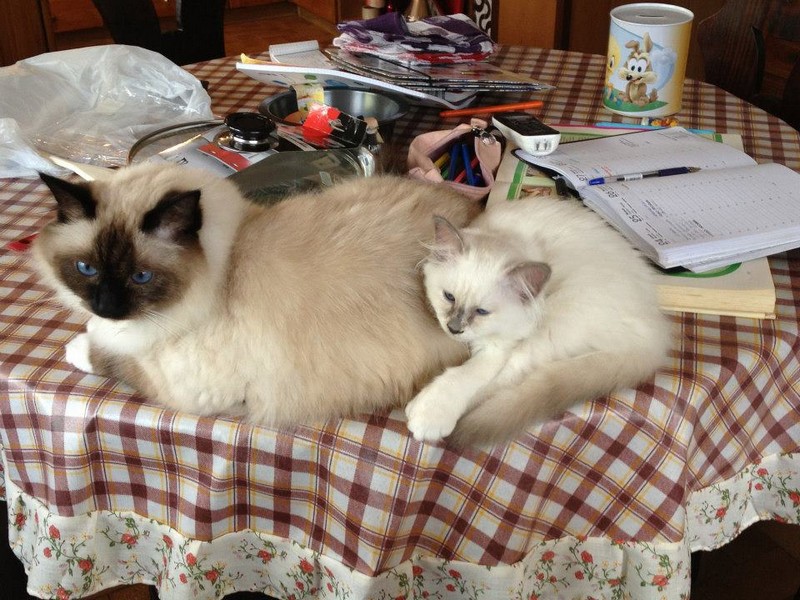 allevamento gatto sacro di birmania
