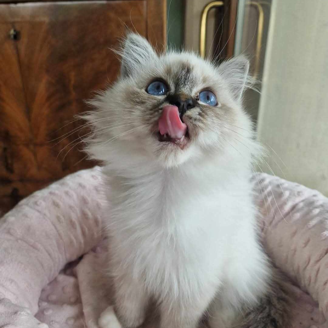 accogliere un cucciolo di sacro di birmania