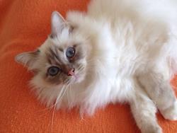 allevamento gatto sacro di birmania