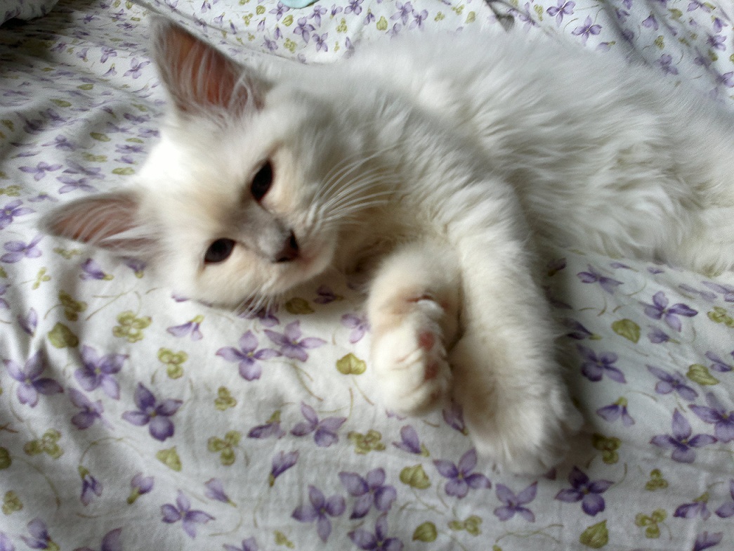 allevamento gatto sacro di birmania