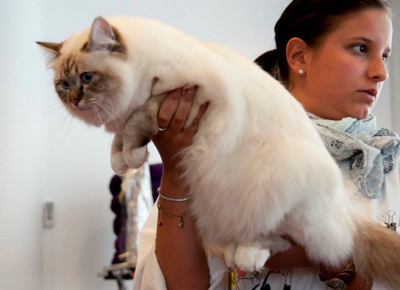 allevamento gatto sacro di birmania