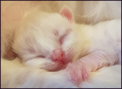 allevamento british longhair