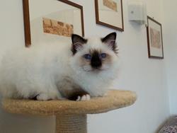 allevamento gatto sacro di birmania viareggio