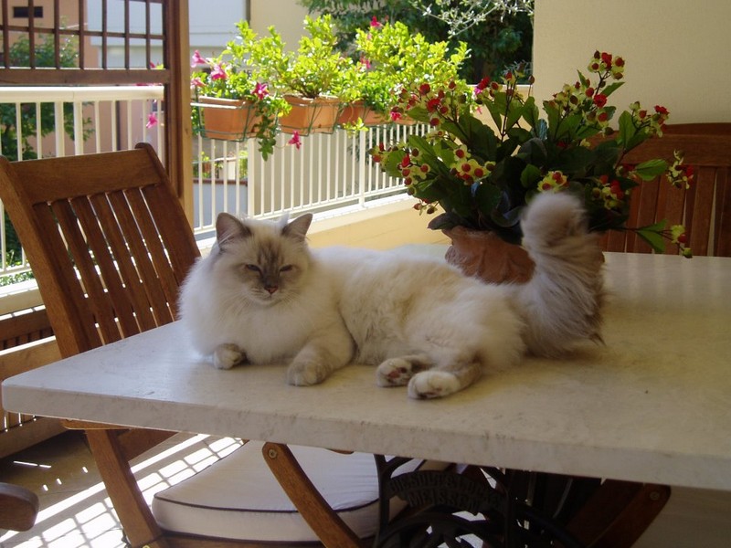 allevamento gatto sacro di birmania