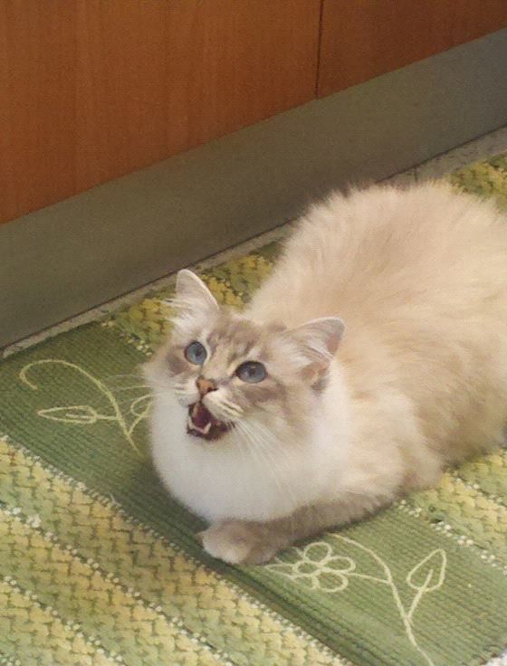 allevamento gatto sacro di birmania