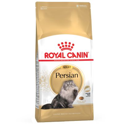 allevamento british longhair