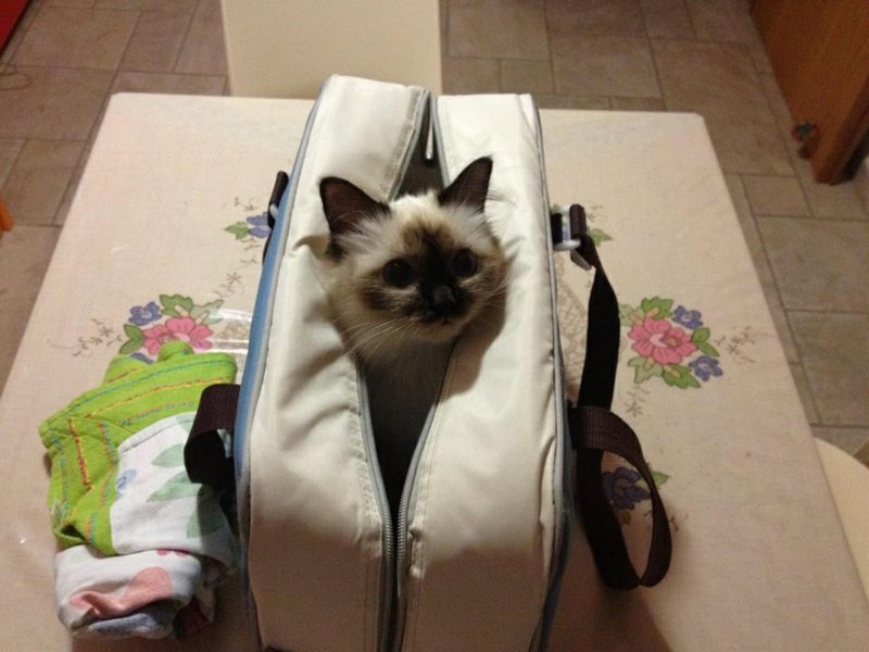 allevamento gatto sacro di birmania