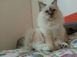 allevamento gatto sacro di birmania