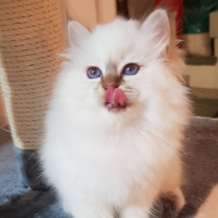 cuccioli disponibili sacro di birmania