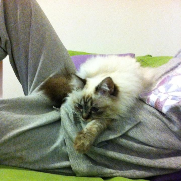 allevamento gatto sacro di birmania genova