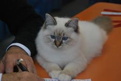 allevamento gatto sacro di birmania pisa