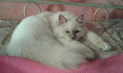 allevamento gatto sacro di birmania pistoia