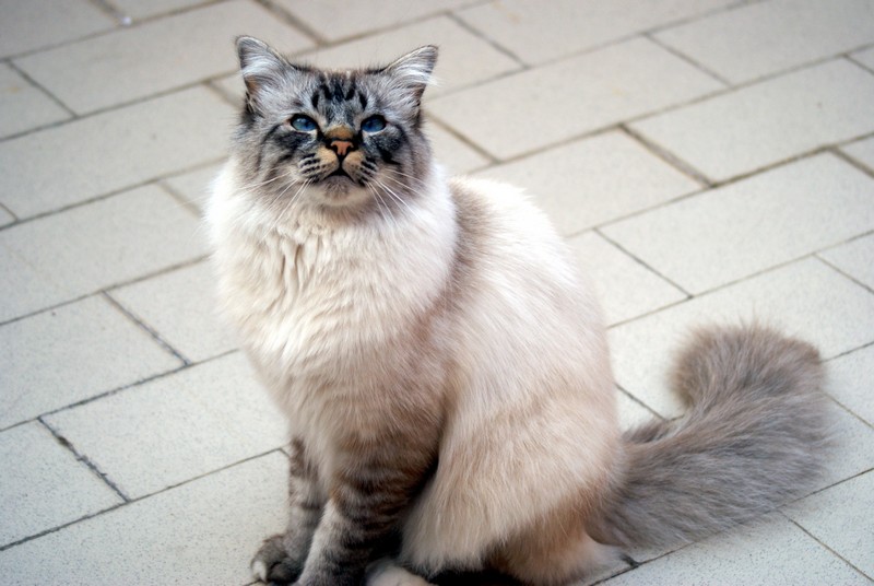 allevamento gatto sacro di birmania grosseto