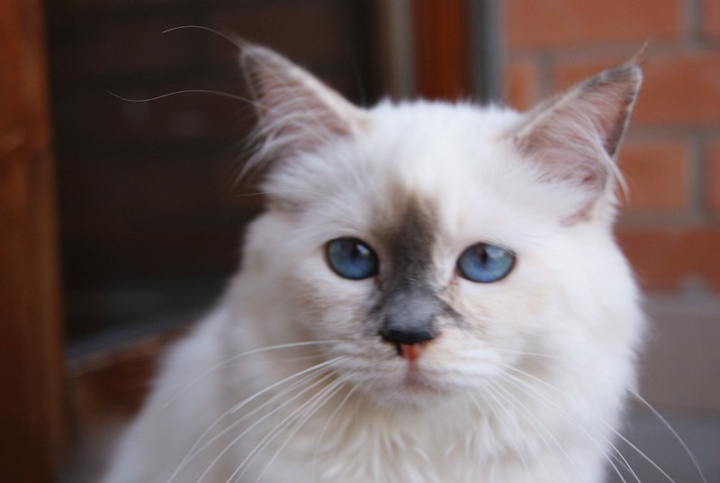 allevamento gatto sacro di birmania parma