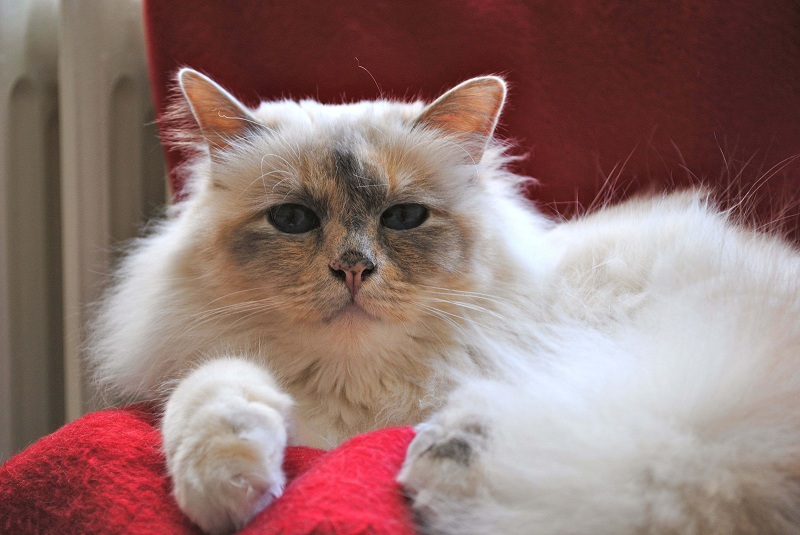 allevamento gatto sacro di birmania milano
