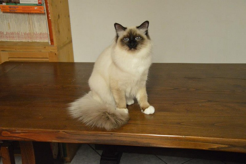 allevamento gatto sacro di birmania pisa