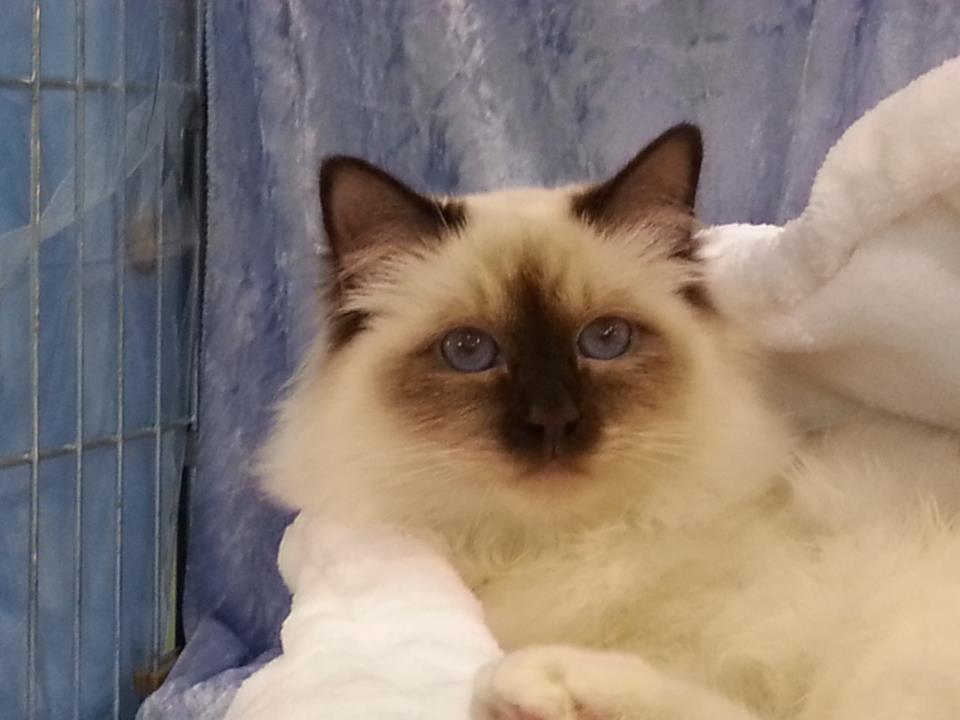 allevamento gatto sacro di birmania livorno