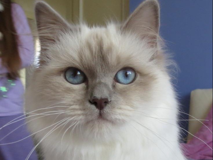 allevamento gatto sacro di birmania BOLOGNA