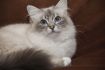 Dorje Ling Pin Up - gatto sacro di birmania