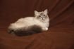 Dorje Ling Pin Up - gatto sacro di birmania