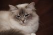 Dorje Ling Pin Up - gatto sacro di birmania