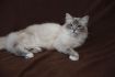 Dorje Ling Pin Up - gatto sacro di birmania