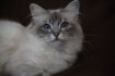 Dorje Ling Pin Up - gatto sacro di birmania