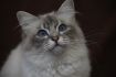 Dorje Ling Pin Up - gatto sacro di birmania
