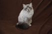 Dorje Ling Pin Up - gatto sacro di birmania