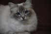 Dorje Ling Pin Up - gatto sacro di birmania