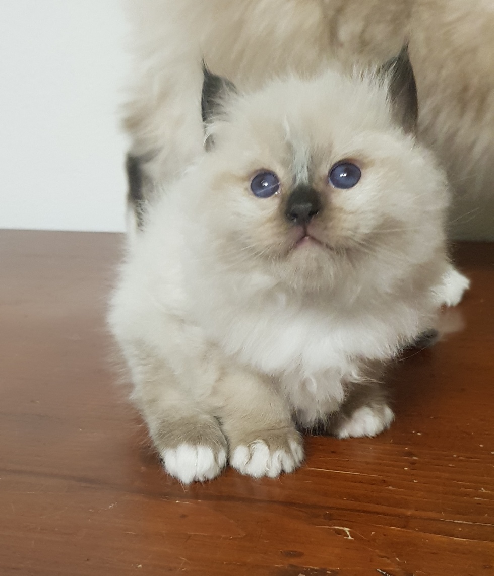 cuccioli sacro di birmania