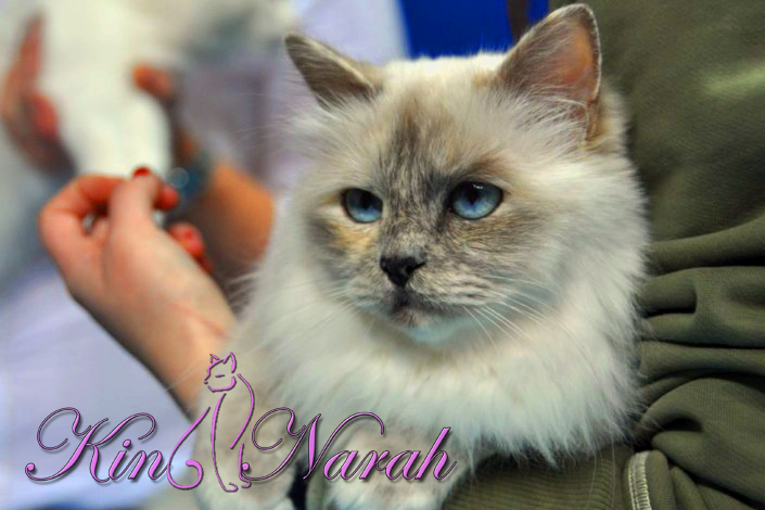 Dorje Ling Indra-Arii - sacro di birmania blue tortie