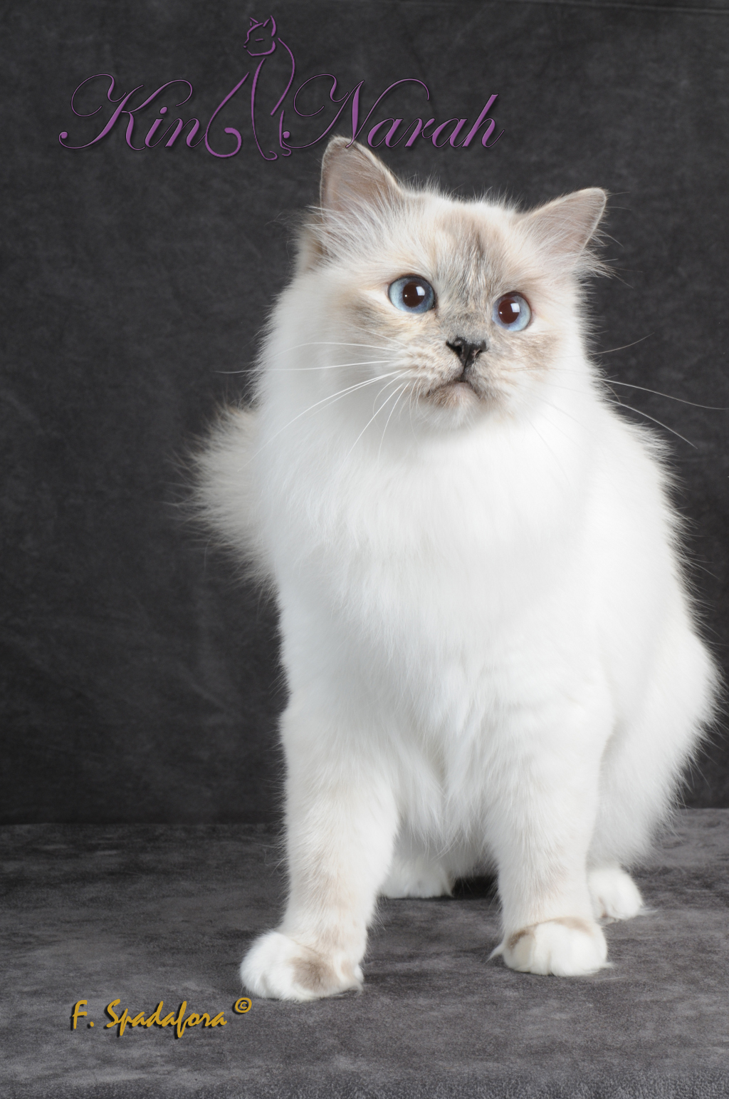 Dorje Ling Indra-Arii - sacro di birmania blue tortie