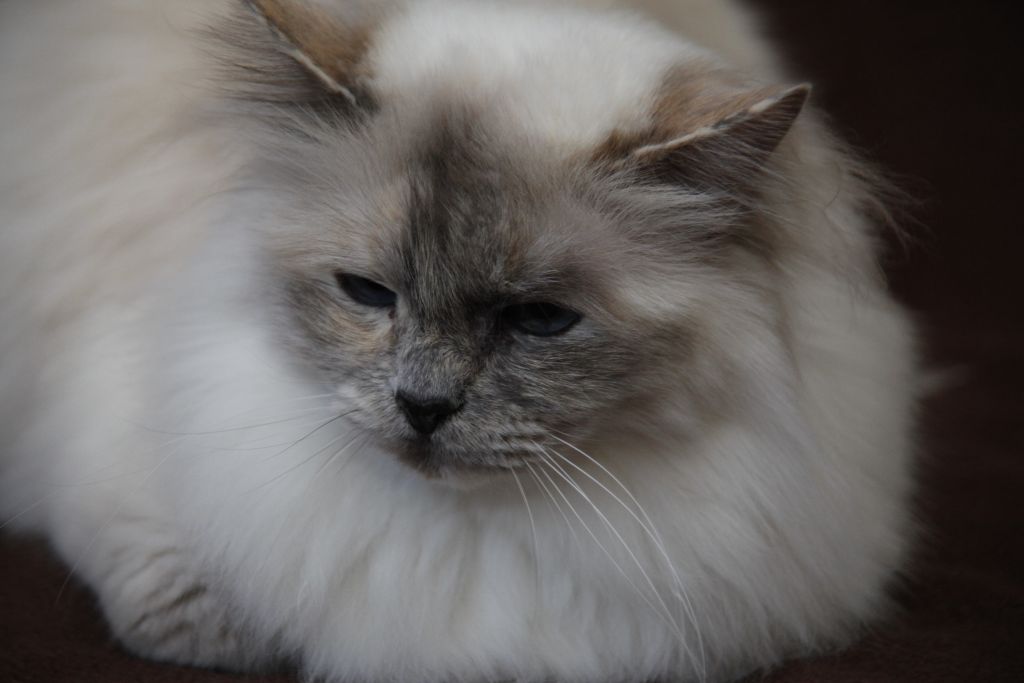 Dorje Ling Indra-Arii - sacro di birmania blue tortie