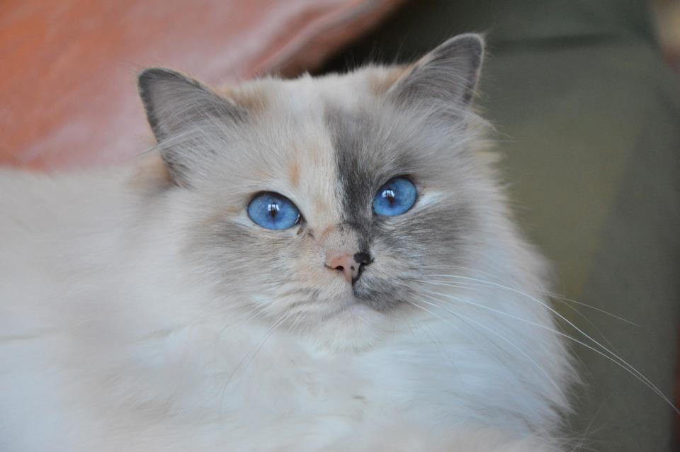 Kin-narah Rubella Ballet - sacro di birmania blue tortie