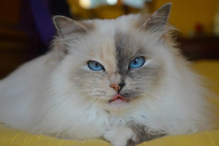 Kin-narah Rubella Ballet - sacro di birmania blue tortie