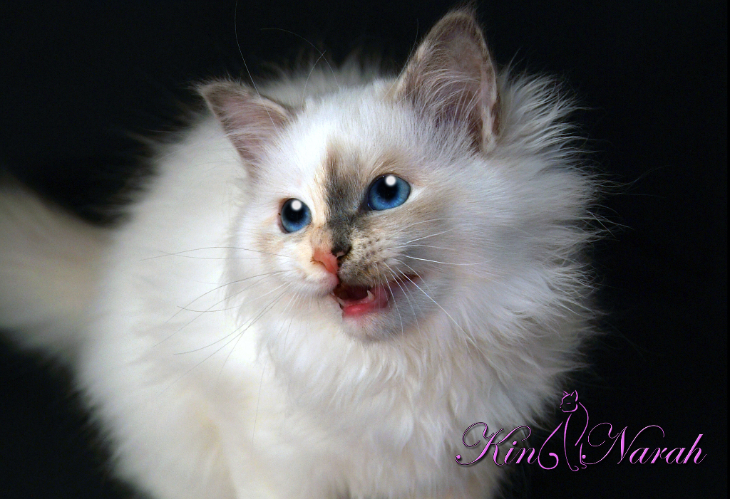 Kin-narah Rubella Ballet - sacro di birmania blue tortie