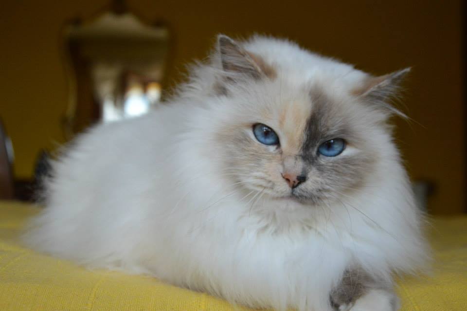 Kin-narah Rubella Ballet - sacro di birmania blue tortie