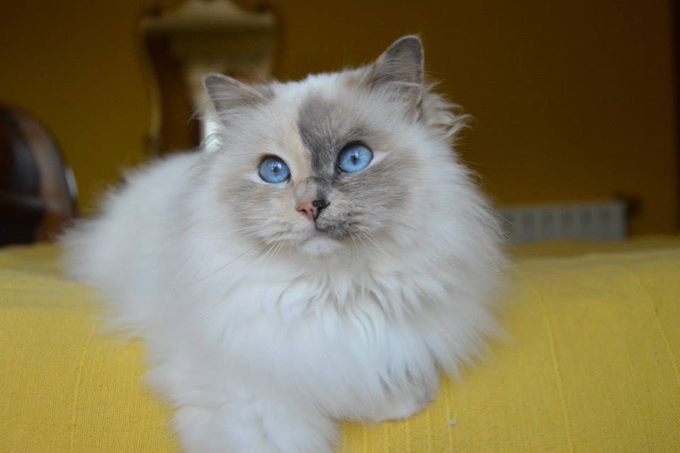 Kin-narah Rubella Ballet - sacro di birmania blue tortie