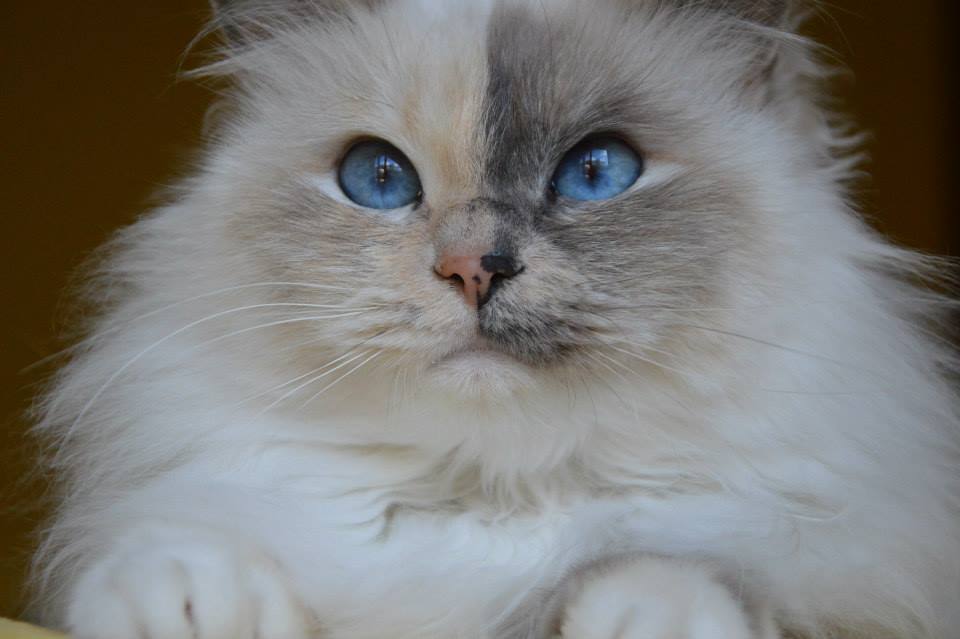 Kin-narah Rubella Ballet - sacro di birmania blue tortie