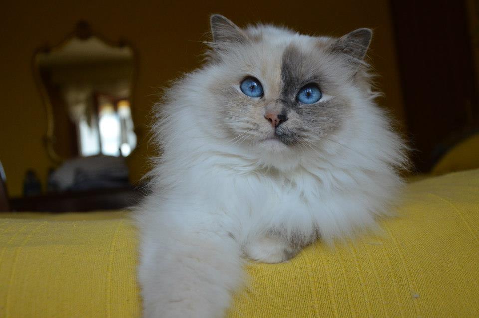 Kin-narah Rubella Ballet - sacro di birmania blue tortie